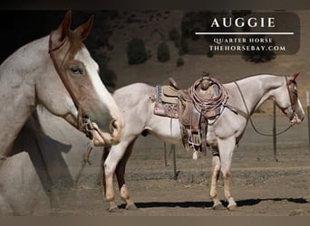 American Quarter Horse, Wałach, 9 lat, 155 cm, Kasztanowatodereszowata