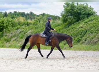 American Quarter Horse, Wałach, 9 lat, 155 cm
