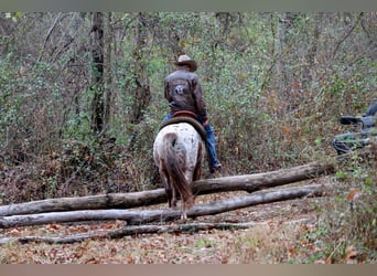 American Quarter Horse, Wałach, 9 lat, 155 cm
