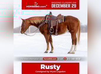 American Quarter Horse, Wałach, 9 lat, 157 cm, Cisawa