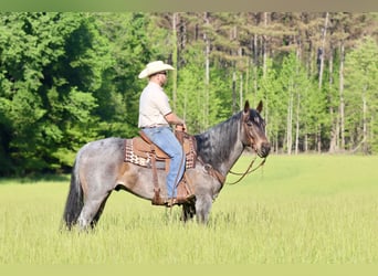 American Quarter Horse, Wałach, 9 lat, 157 cm, Gniadodereszowata