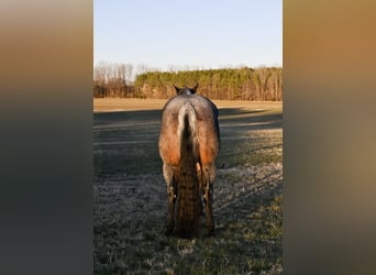 American Quarter Horse, Wałach, 9 lat, 157 cm, Gniadodereszowata