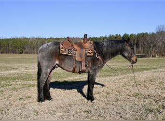 American Quarter Horse, Wałach, 9 lat, 157 cm, Gniadodereszowata