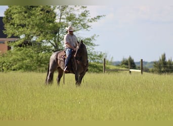 American Quarter Horse, Wałach, 9 lat, 157 cm, Gniadodereszowata