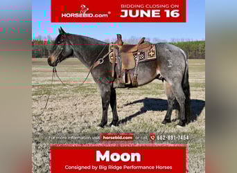 American Quarter Horse, Wałach, 9 lat, 157 cm, Gniadodereszowata