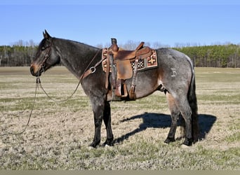 American Quarter Horse, Wałach, 9 lat, 157 cm, Gniadodereszowata