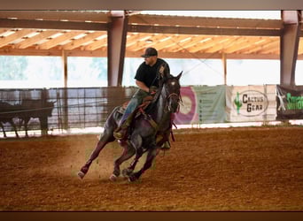 American Quarter Horse, Wałach, 9 lat, 157 cm, Gniadodereszowata
