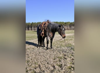 American Quarter Horse, Wałach, 9 lat, 157 cm, Gniadodereszowata