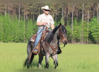 American Quarter Horse, Wałach, 9 lat, 157 cm, Gniadodereszowata