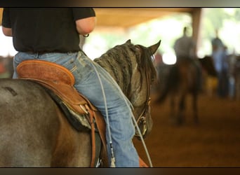 American Quarter Horse, Wałach, 9 lat, 157 cm, Gniadodereszowata