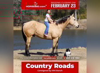 American Quarter Horse, Wałach, 9 lat, 157 cm, Jelenia