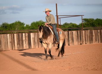 American Quarter Horse, Wałach, 9 lat, 157 cm, Jelenia