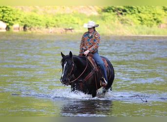 American Quarter Horse, Wałach, 9 lat, 157 cm, Kara