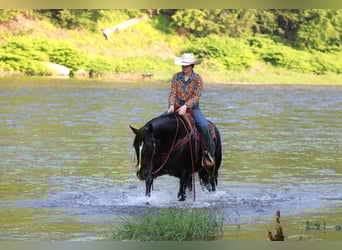 American Quarter Horse, Wałach, 9 lat, 157 cm, Kara