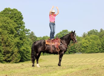 American Quarter Horse, Wałach, 9 lat, 157 cm, Kara