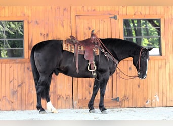 American Quarter Horse, Wałach, 9 lat, 157 cm, Kara