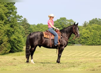 American Quarter Horse, Wałach, 9 lat, 157 cm, Kara