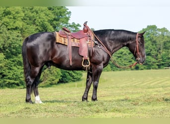 American Quarter Horse, Wałach, 9 lat, 157 cm, Kara