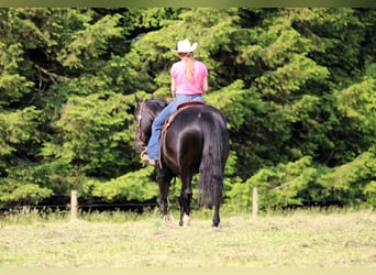 American Quarter Horse, Wałach, 9 lat, 157 cm, Kara