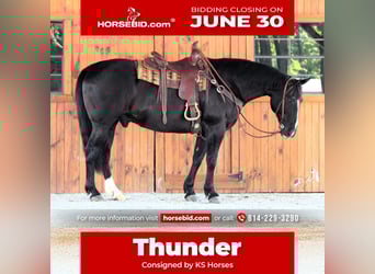 American Quarter Horse, Wałach, 9 lat, 157 cm, Kara
