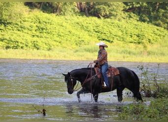 American Quarter Horse, Wałach, 9 lat, 157 cm, Kara