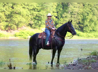 American Quarter Horse, Wałach, 9 lat, 157 cm, Kara
