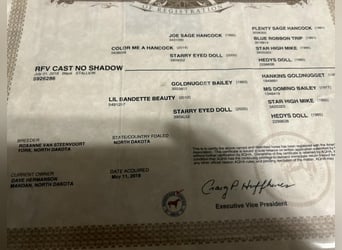 American Quarter Horse, Wałach, 9 lat, 157 cm, Kara