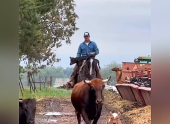 American Quarter Horse, Wałach, 9 lat, 157 cm, Karodereszowata
