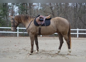 American Quarter Horse, Wałach, 9 lat, 157 cm, Szampańska