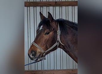 American Quarter Horse, Wałach, 9 lat, 159 cm, Gniada