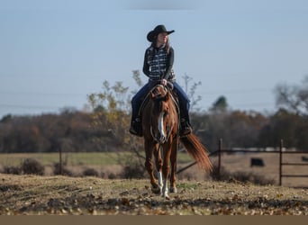 American Quarter Horse, Wałach, 9 lat, 160 cm, Ciemnokasztanowata