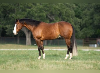 American Quarter Horse, Wałach, 9 lat, 160 cm, Gniada