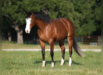 American Quarter Horse, Wałach, 9 lat, 160 cm, Gniada