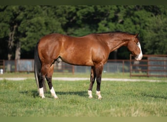 American Quarter Horse, Wałach, 9 lat, 160 cm, Gniada