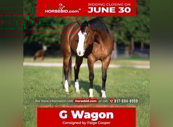 American Quarter Horse, Wałach, 9 lat, 160 cm, Gniada