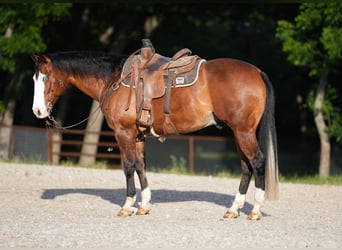 American Quarter Horse, Wałach, 9 lat, 160 cm, Gniada