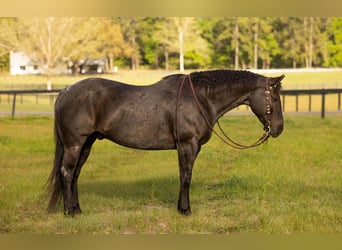 American Quarter Horse, Wałach, 9 lat, 160 cm, Karodereszowata