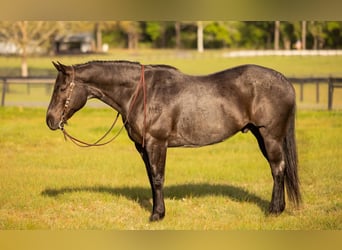 American Quarter Horse, Wałach, 9 lat, 160 cm, Karodereszowata