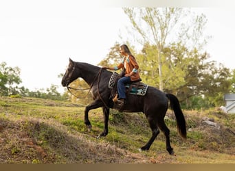 American Quarter Horse, Wałach, 9 lat, 160 cm, Karodereszowata
