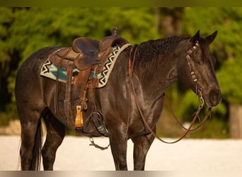American Quarter Horse, Wałach, 9 lat, 160 cm, Karodereszowata
