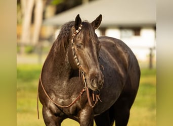 American Quarter Horse, Wałach, 9 lat, 160 cm, Karodereszowata