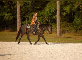 American Quarter Horse, Wałach, 9 lat, 160 cm, Karodereszowata