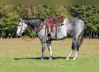 American Quarter Horse, Wałach, 9 lat, 160 cm, Siwa