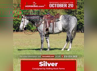 American Quarter Horse, Wałach, 9 lat, 160 cm, Siwa