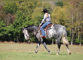 American Quarter Horse, Wałach, 9 lat, 160 cm, Siwa