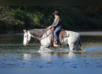 American Quarter Horse, Wałach, 9 lat, 160 cm, Siwa