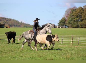 American Quarter Horse, Wałach, 9 lat, 160 cm, Siwa