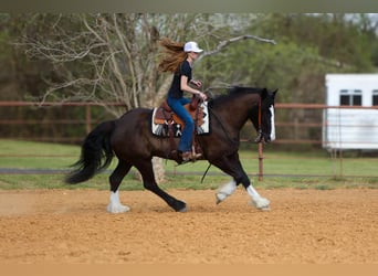 American Quarter Horse, Wałach, 9 lat, 163 cm, Gniada