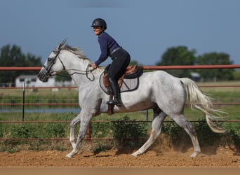 American Quarter Horse, Wałach, 9 lat, 168 cm, Siwa