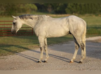 American Quarter Horse, Wałach, 9 lat, 168 cm, Siwa